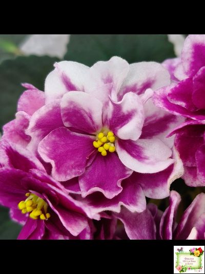 АВ-Последняя Любовь Самурая (Фиалковод) 2021 г.