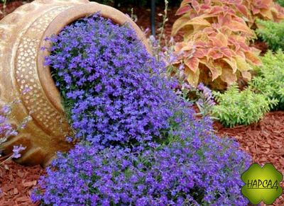 ЛОБЕЛИЯ 10 ШТ (ПЫШНОЦВЕТУЩАЯ, НЕПРИХОТЛИВАЯ)