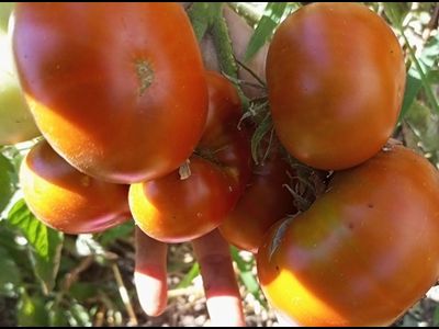 Томат Гном Махагони (Гном Красное дерево, Dwarf Mahogany)