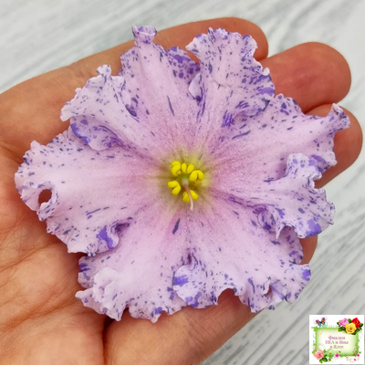 НД-Хоровод  (Н.Данилова-Суворова) 2021 г.