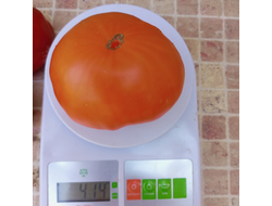 Томат Золотой Гигант Нельсона (Nelson's Golden Giant, США)