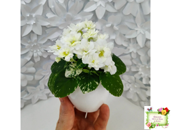 Adirondack Moon (S. Sorano) (детка)