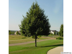 Липа Гринспаер - Greenspire