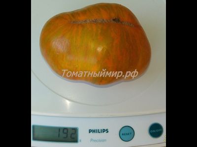 Томат гном Полосатый Джереми (Dwarf Jeremy’s Stripes), США