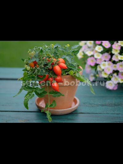 Микро Томат Funnyplums Red (Фанниплюмс Красный), 10 шт