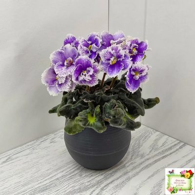 Н-Тет-а-Тет (Н. Бердникова) 2019 г. (лист укоренённый с деткой)