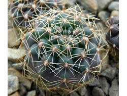 Gymnocalycium bruchii v. niveum VG 536