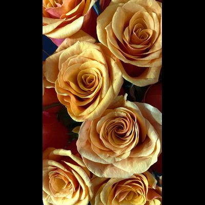 Роза Россия 50 см. 15 шт