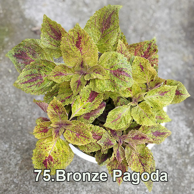 Колеус Bronze Pagoda