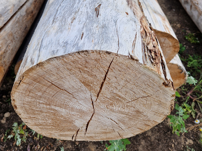 Бревно Кело купить