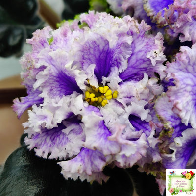 БР-Зимняя Метель (С. и Н. Буркацкие) 2021 г.