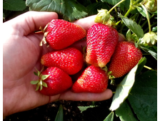 Земляника ремонтантная Сан Андреас  ЗКС