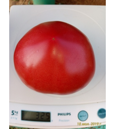 Томат Батяня