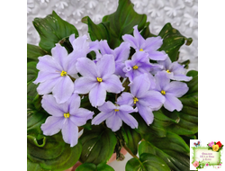 LV-Небо в Кармашке (Л. Шевелева) трейлер (пестролистный клакамас) сеянец