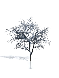 Billboards Дерево зимнее_02