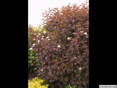 Пузыреплодник калинолистный Дьябло купить в красовский-сад.рф по выгодной цене