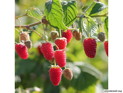 Малина Любетовская