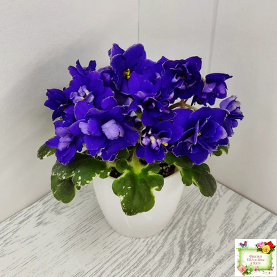 Star Wars (Baker) (пестролистный гёрл)