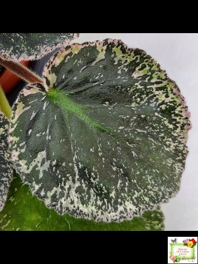 ЛЕ-Демо (Е. Лебецкая) 2014 г.