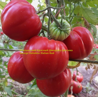 Томат Итальянский красный Джорджа Детсика (George Detsikas Italian Red)