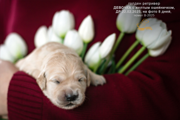 Девочка с ЖЕЛТЫМ ошейничком, 8 дней