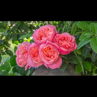 Мадмуазель Мейян (Mademoiselle Meilland)