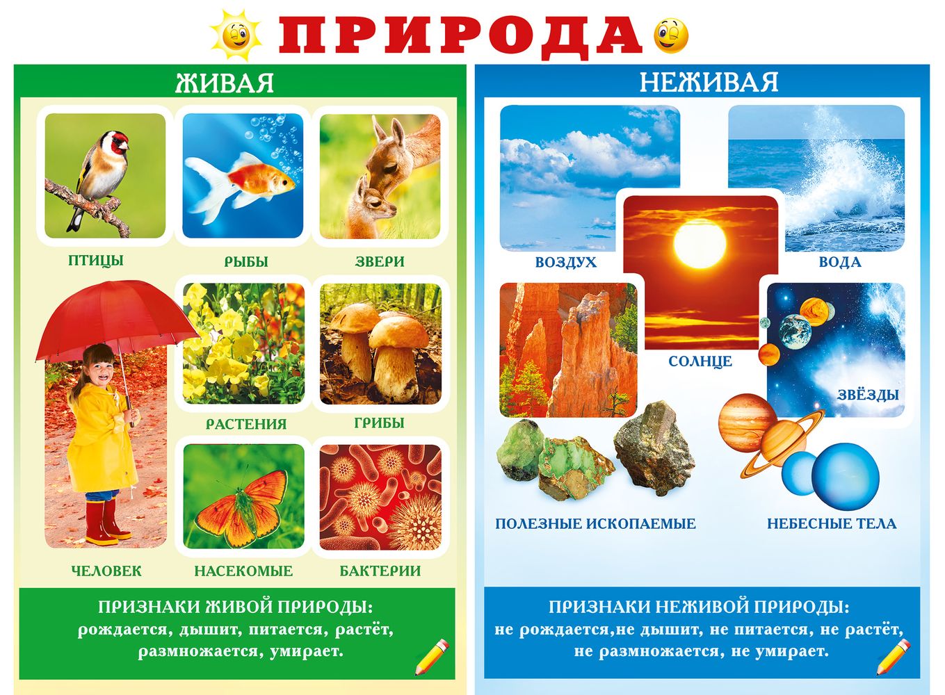 Живая и неживая природа плакат для детей