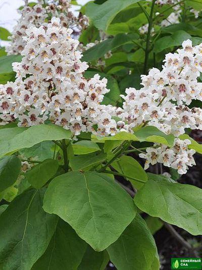 Катальпа бигнониевидная  (Макаронное дерево)