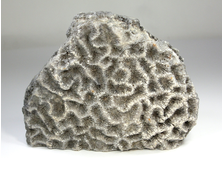 Колония окаменелых кораллов, Россия, Северный Кавказ (123*95*67 мм, 941 г) №24950