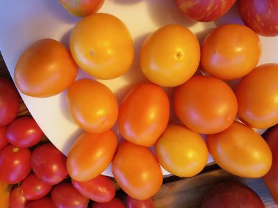 Томат Полтавская галушка