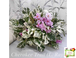 Cherokee Trail (L. Ray) трейлер (пасынок сорт посажен 06.10.25)