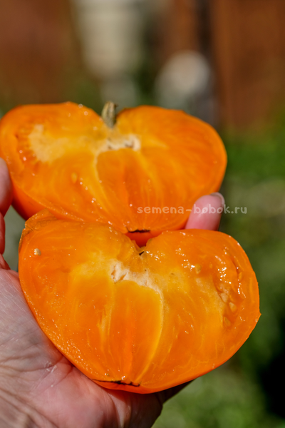 Томат Золотые Огни Алатау, 10 шт