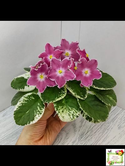 НД-Наталка-Полтавка (Н. Данилова-Суворова) 2018 г.