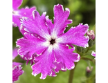Primula sieboldii Sparker