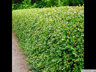 Живая изгородь из Кизильника блестящего