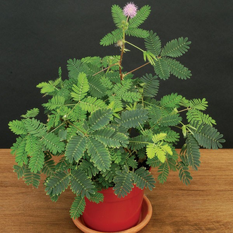 Mimosa pudica - Мимоза стыдливая, сенсорное (движущиеся) растение, удивительное растение