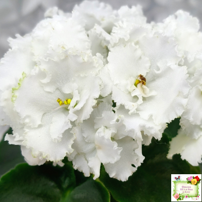 ML-Облако в Горах (Miniviolets Lux) 2022 г. (лист посажен 25.01.26)