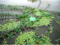 Ложная мимоза (Aeschynomene fluitans)