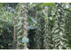 Ваниль плосколистная (Vanilla planifolia) 1 г, СО2 экстракт