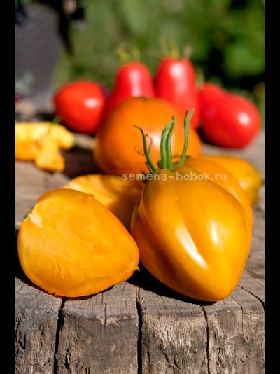 Томат Огненный гребень цвета Охра (Cresta di Fuoco), 10 шт