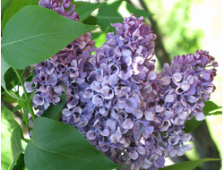 Алексей Маресьев