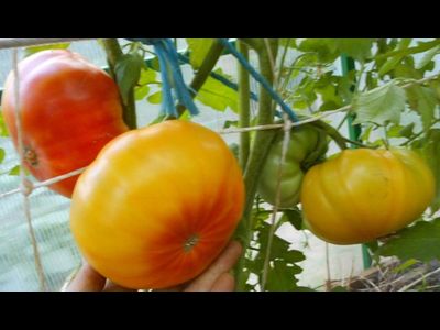 Томат Хейзел мей (Hazel mae)