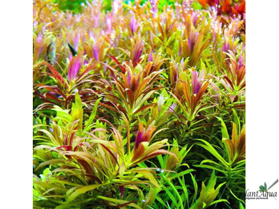 Лимнофила Ароматика Мини (горшок)