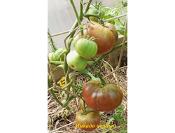 Томат Микадо черный