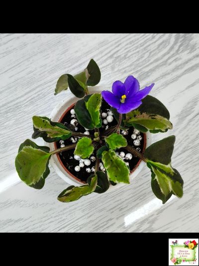 СФ-Томная Жозефина (С. Фатеева) листовая химера