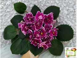 АВ-Последняя Любовь Самурая (Фиалковод) 2021 г.