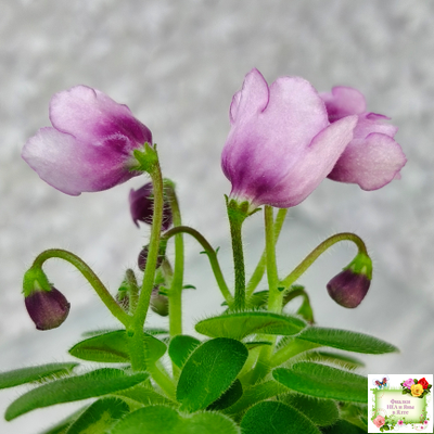 SimSim Tiny Bells (Alex Mayer)