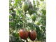 Семена томата Жемчужина мудрости