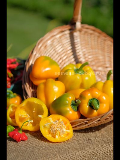 Перец сладкий Марта полка, 10 шт