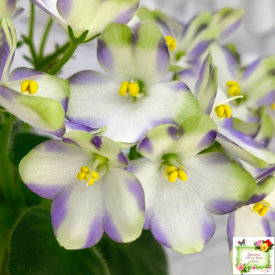 Марина Цветаева (А.Басенина) 2017 г. химера (сорт укоренённый пасынок)